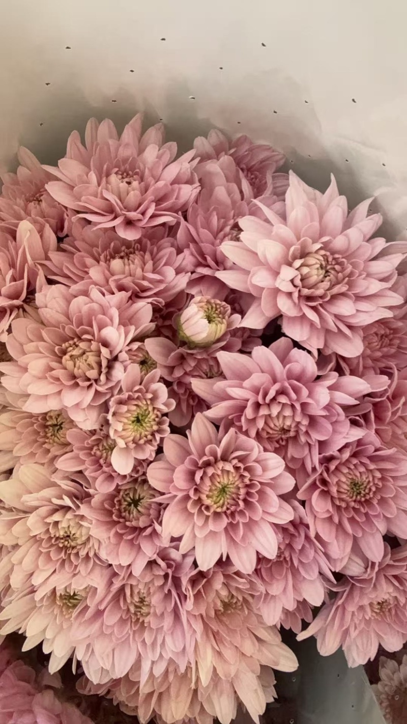 菊花新鲜小菊批发香草沙拉绿森林鲜花批发品种多样化规格全有