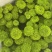 菊花新鲜小菊批发香草沙拉绿森林鲜花批发品种多样化规格全有