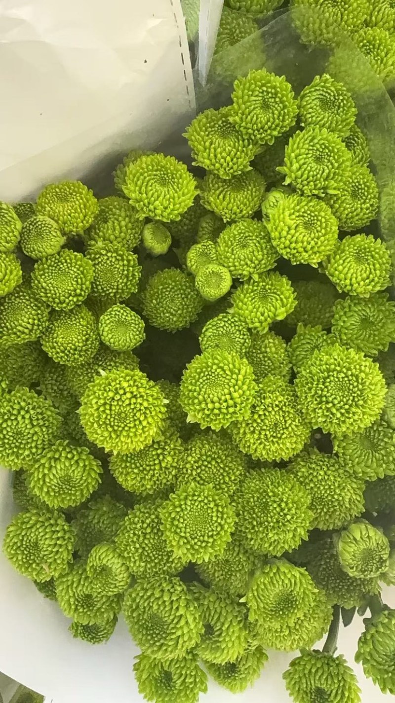 菊花新鲜小菊批发香草沙拉绿森林鲜花批发品种多样化规格全有