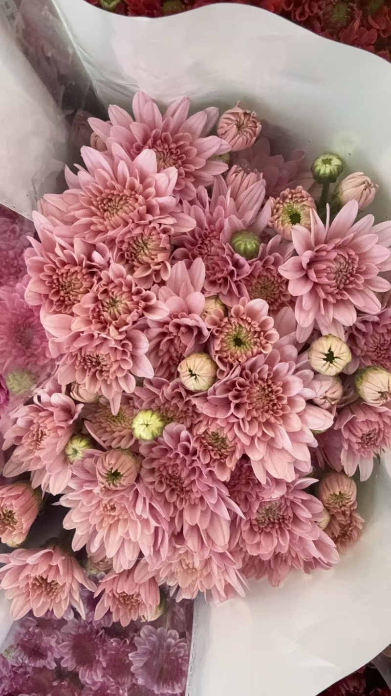 菊花新鲜小菊批发香草沙拉绿森林鲜花批发品种多样化规格全有