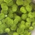 菊花新鲜小菊批发香草沙拉绿森林鲜花批发品种多样化规格全有