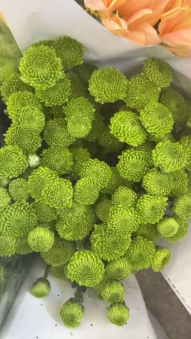 菊花新鲜小菊批发香草沙拉绿森林鲜花批发品种多样化规格全有