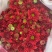 菊花新鲜小菊批发香草沙拉绿森林鲜花批发品种多样化规格全有