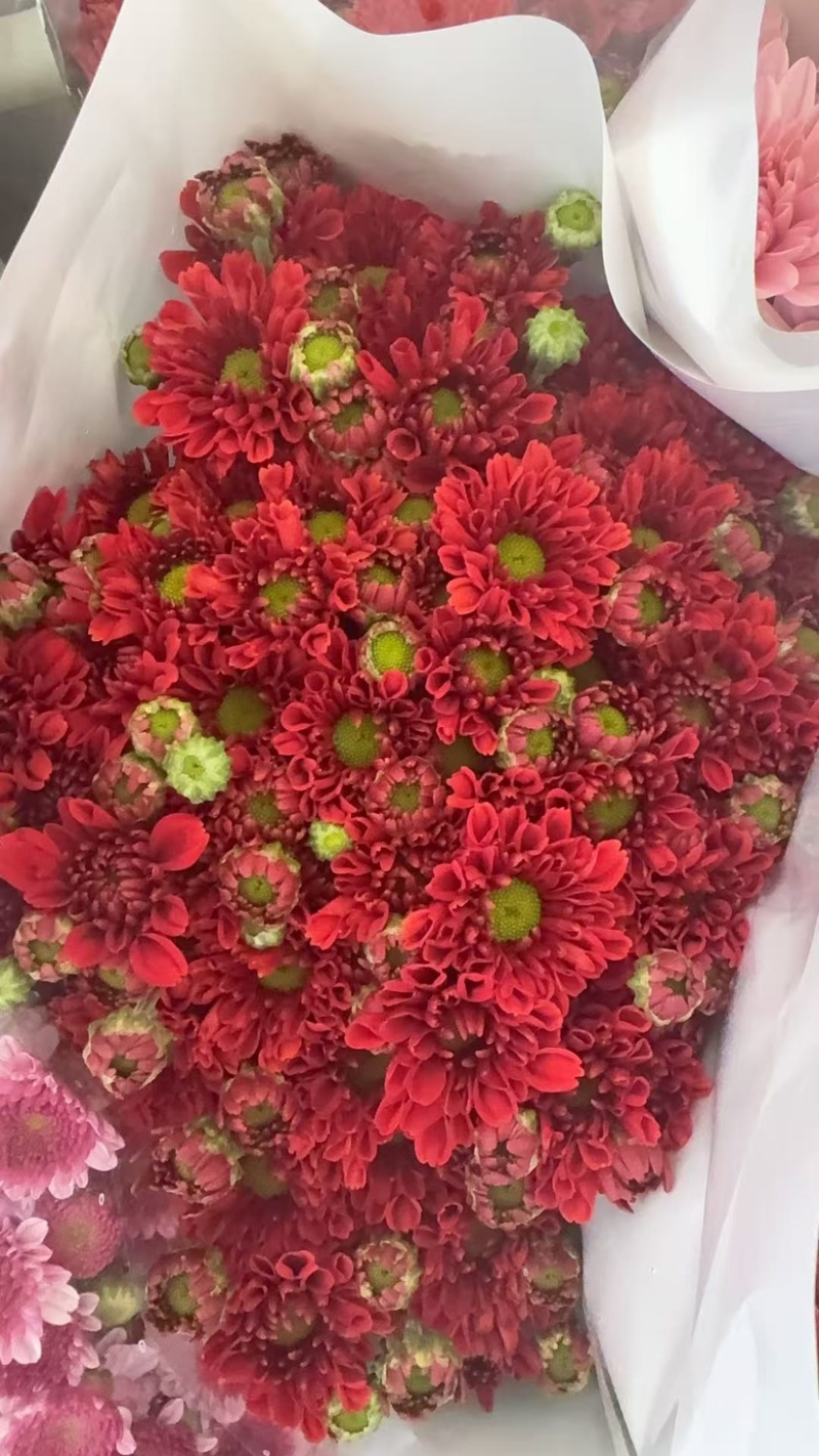 菊花新鲜小菊批发香草沙拉绿森林鲜花批发品种多样化规格全有