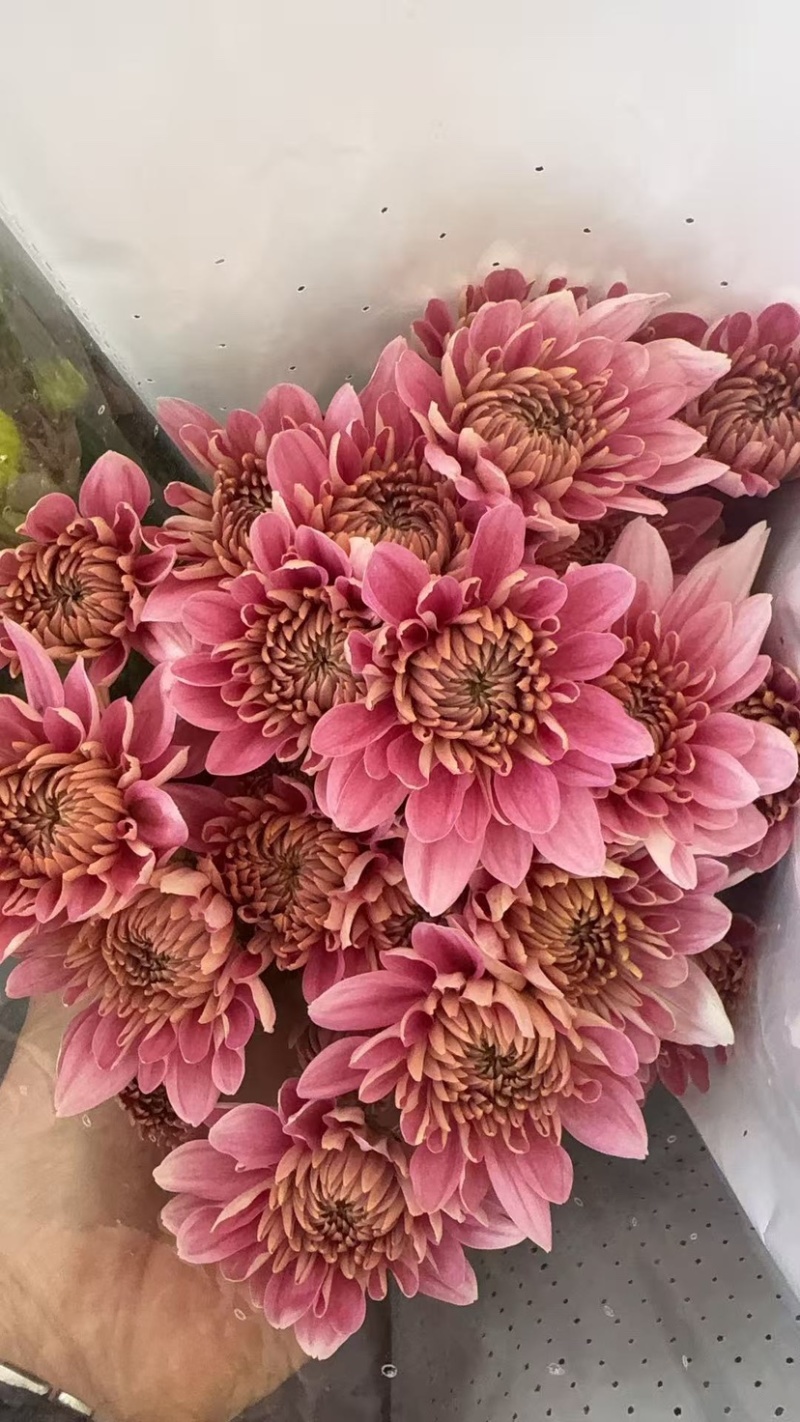 菊花新鲜小菊批发香草沙拉绿森林鲜花批发品种多样化规格全有