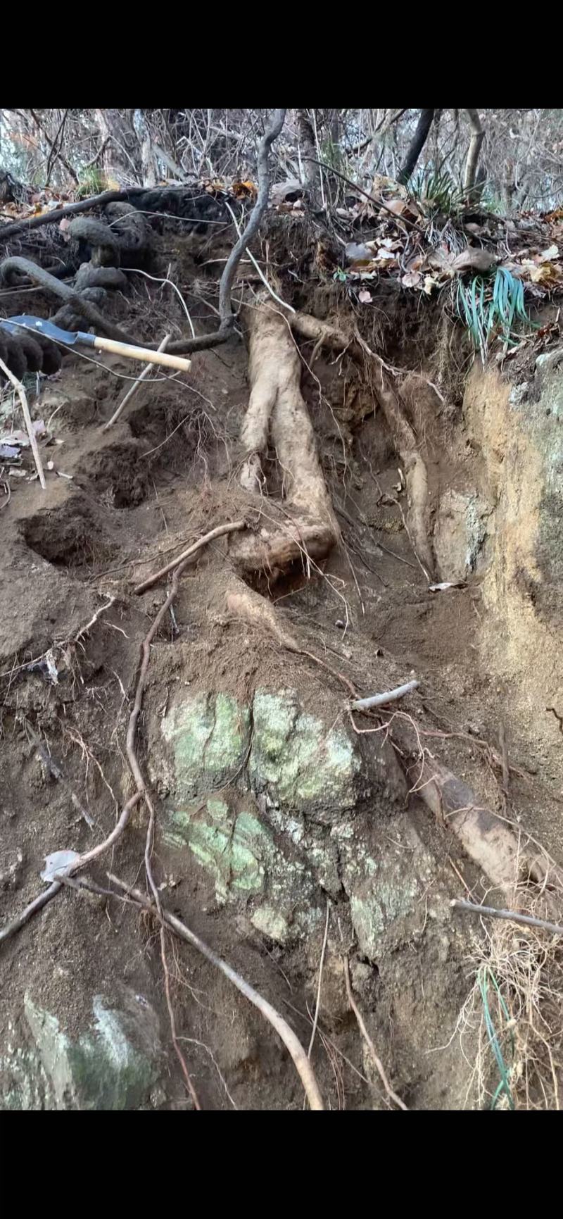 大别山野生葛根粉，柴葛根粉，农户自产自销，葛黄酮含量高