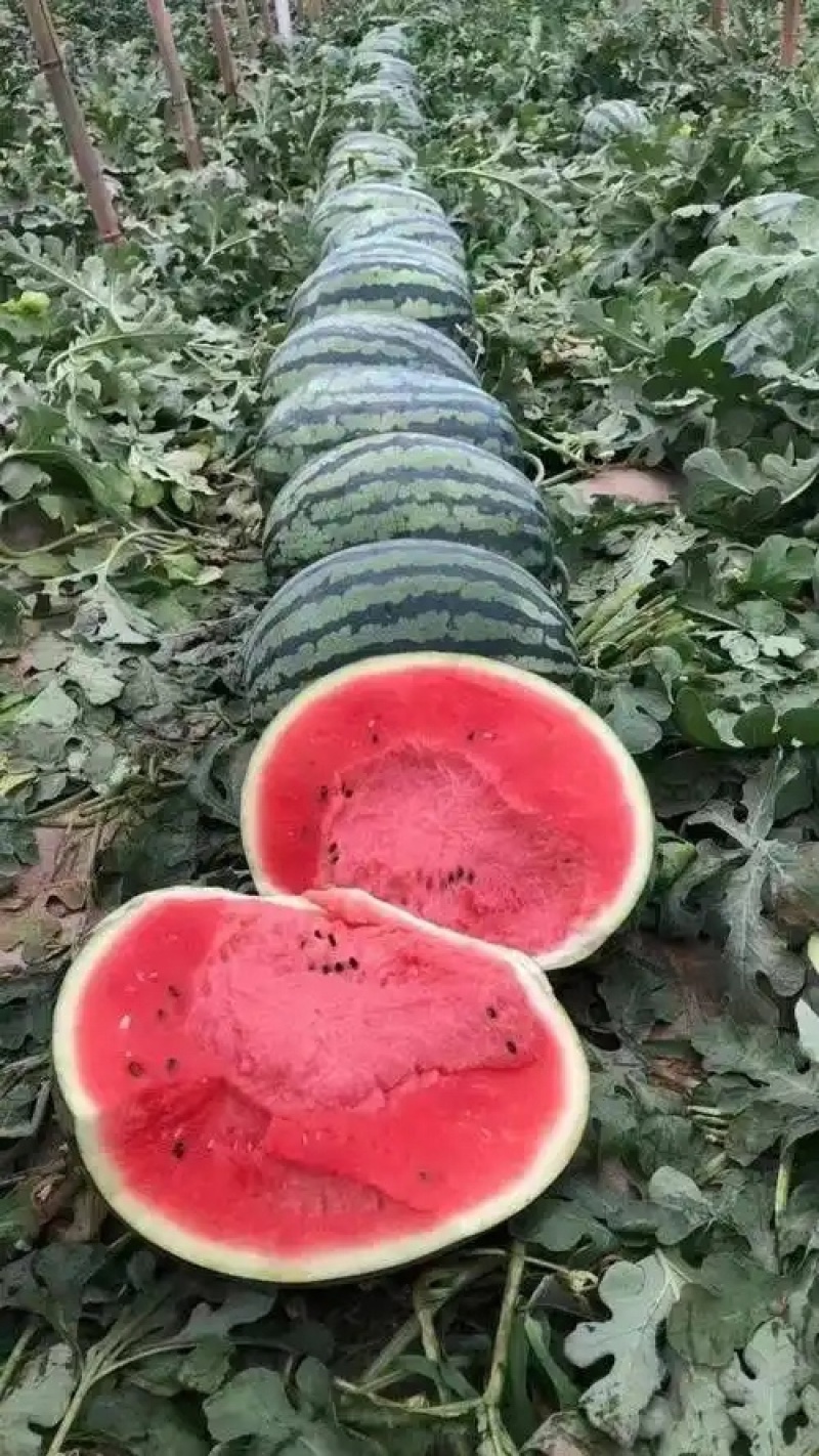 美都麒麟西瓜，现货现发，产地一手货源，支持视频看货