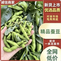 《精选》精品江苏蚕豆/大量上市/量大从优/对接市场商超