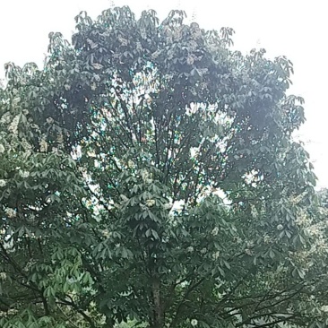 梭罗果树书名七叶树