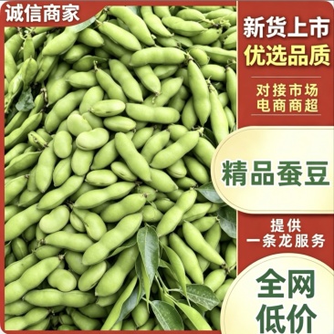 《热卖》精品蚕豆/全国发货/可供商超批发市场可看货