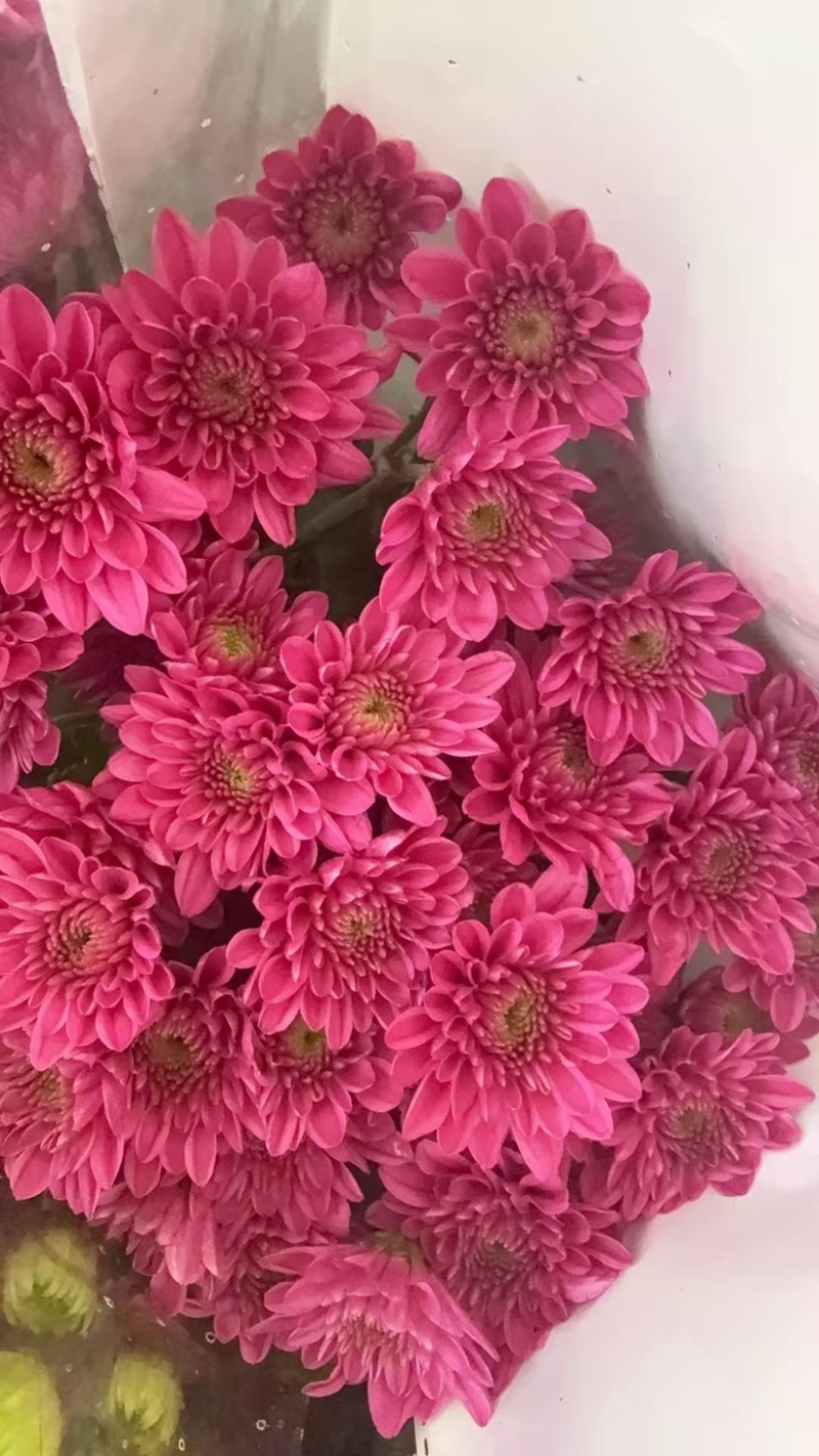 鲜花批发菊花新鲜小菊一大把价格15时间久产地直销需要的来