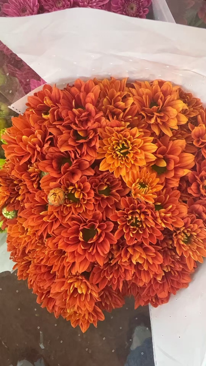 鲜花批发菊花新鲜小菊一大把价格15时间久产地直销需要的来