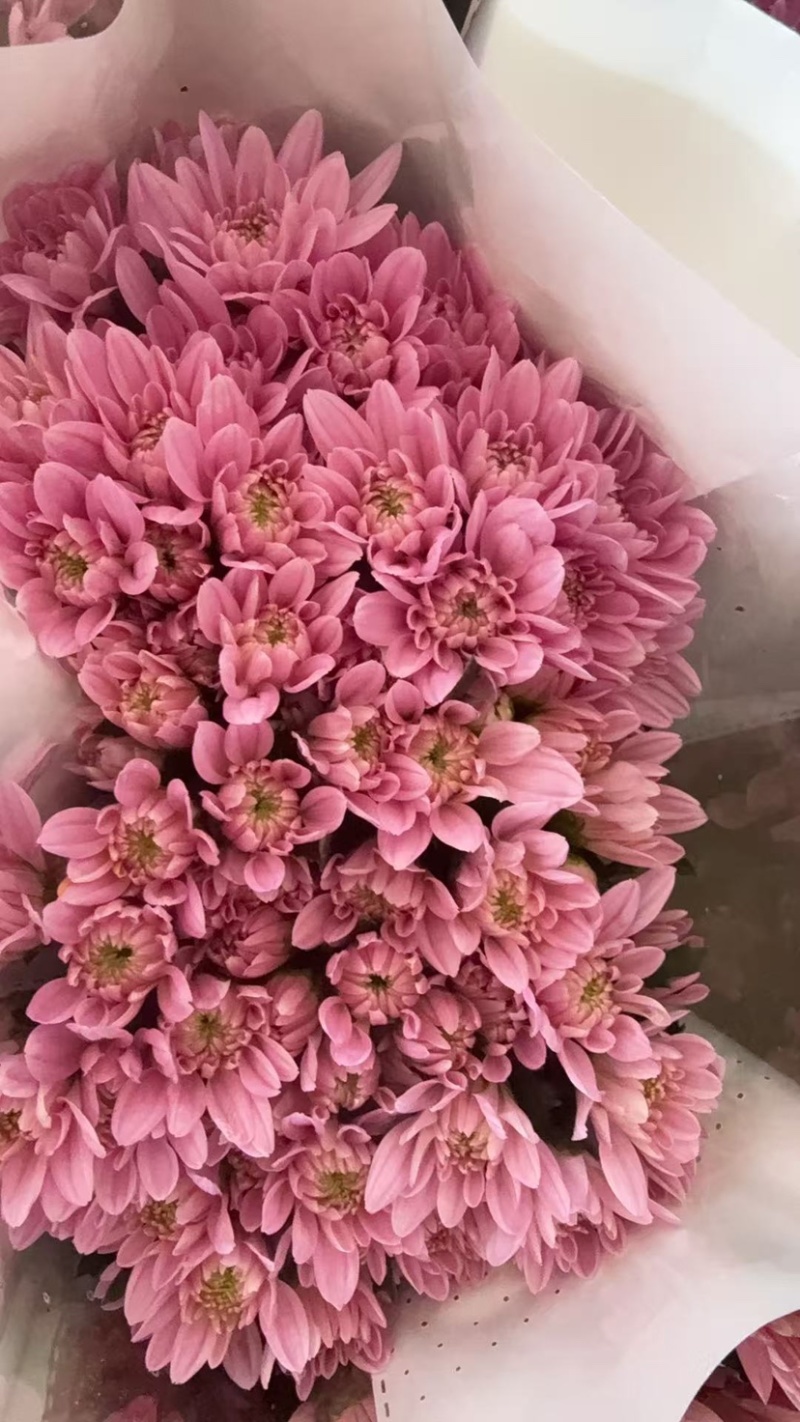 鲜花批发菊花新鲜小菊一大把价格15时间久产地直销需要的来