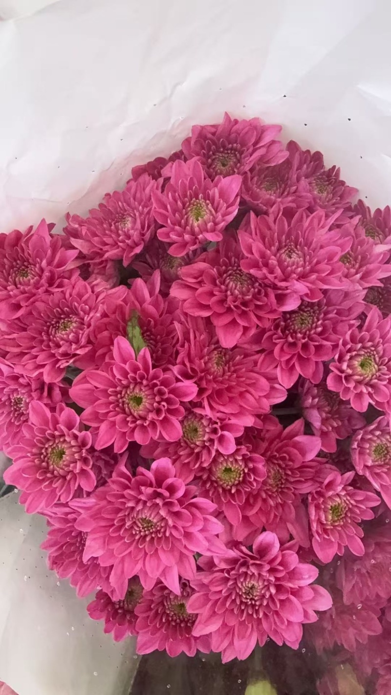 鲜花批发菊花新鲜小菊一大把价格15时间久产地直销需要的来