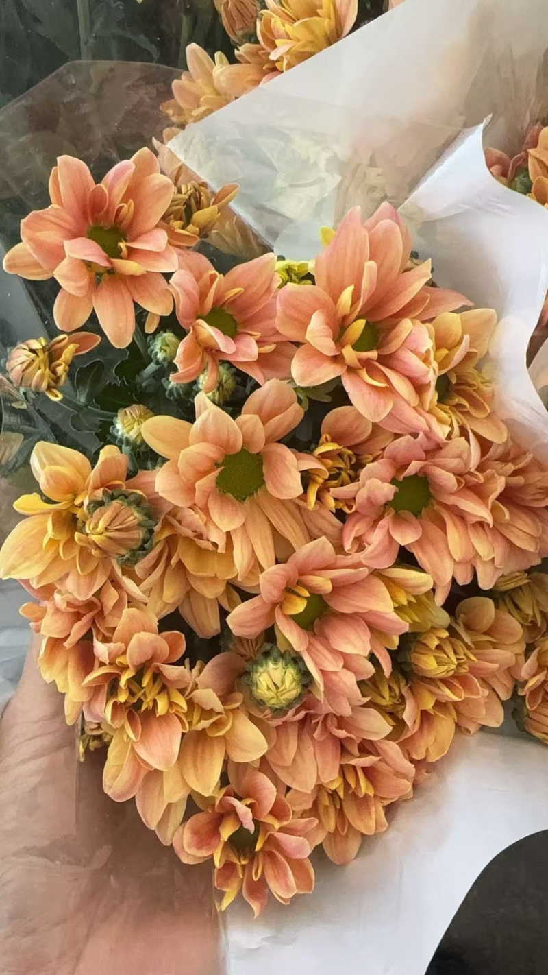 鲜花批发菊花新鲜小菊一大把价格15时间久产地直销需要的来