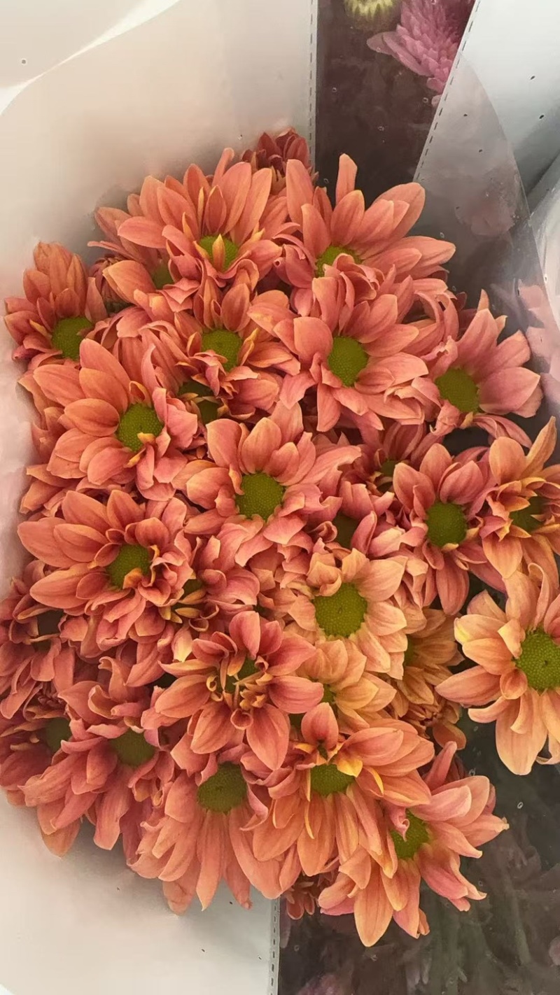 鲜花批发菊花新鲜小菊一大把价格15时间久产地直销需要的来
