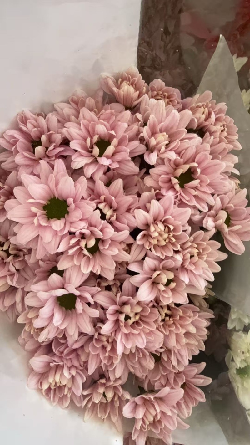 鲜花批发菊花新鲜小菊一大把价格15时间久产地直销需要的来