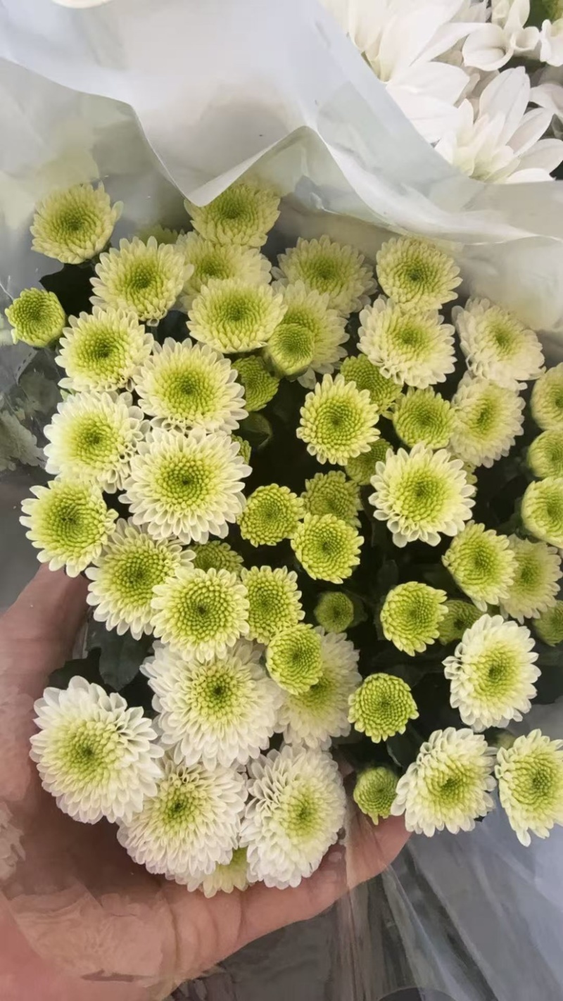 鲜花批发菊花新鲜小菊一大把价格15时间久产地直销需要的来