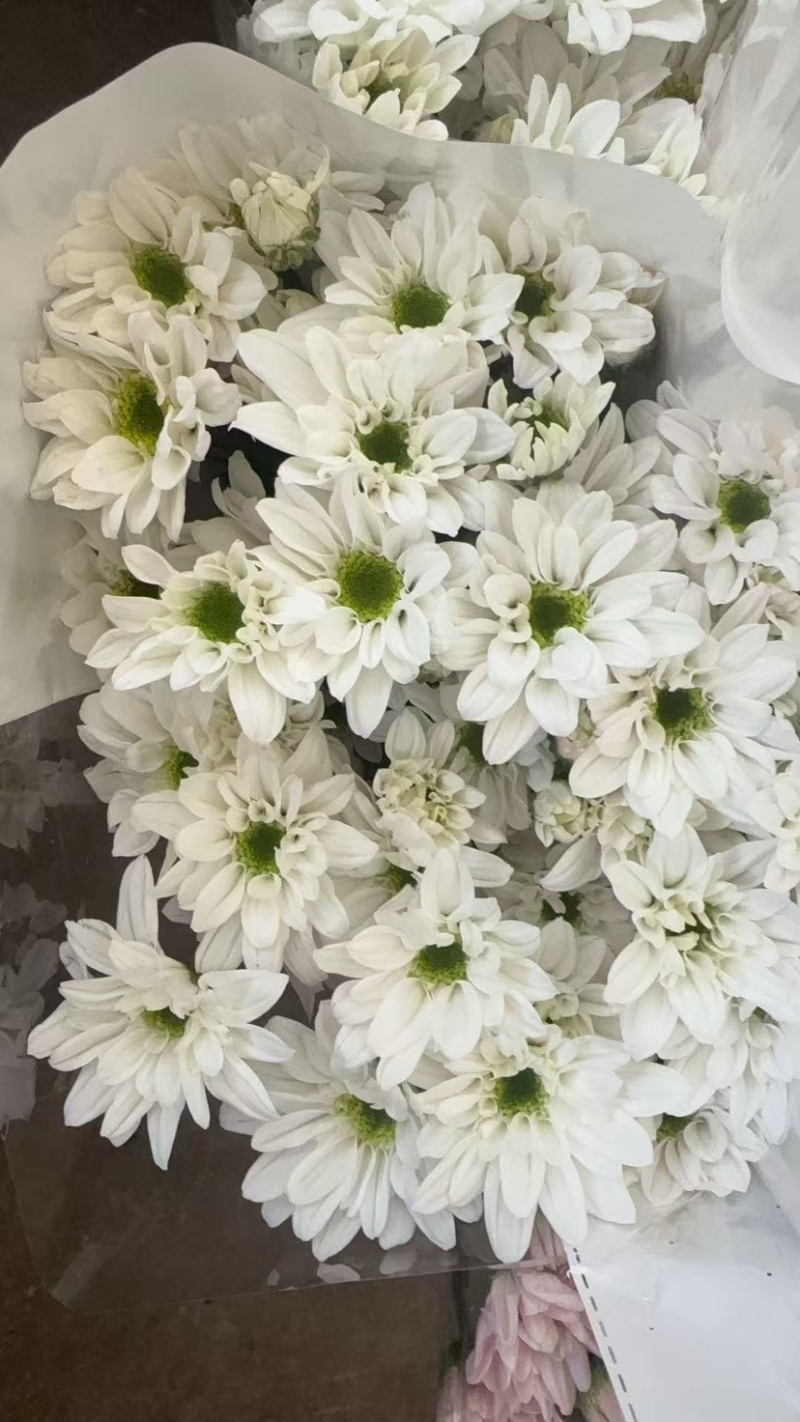 鲜花批发菊花新鲜小菊一大把价格15时间久产地直销需要的来