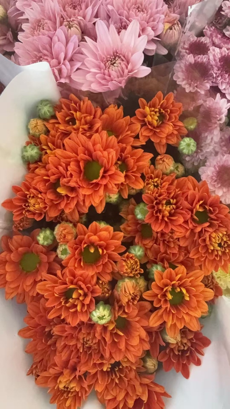 鲜花批发菊花新鲜小菊一大把价格15时间久产地直销需要的来