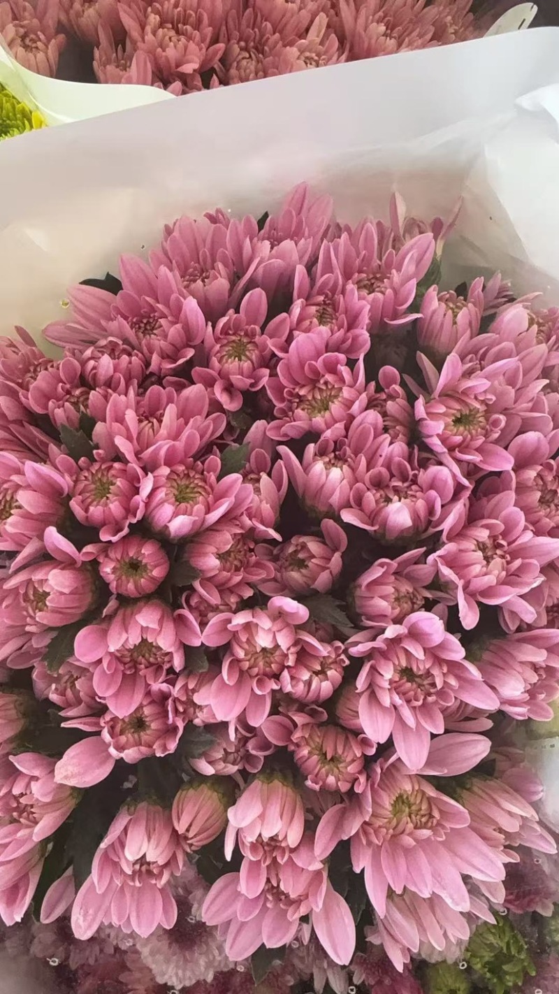鲜花批发菊花新鲜小菊一大把价格15时间久产地直销需要的来