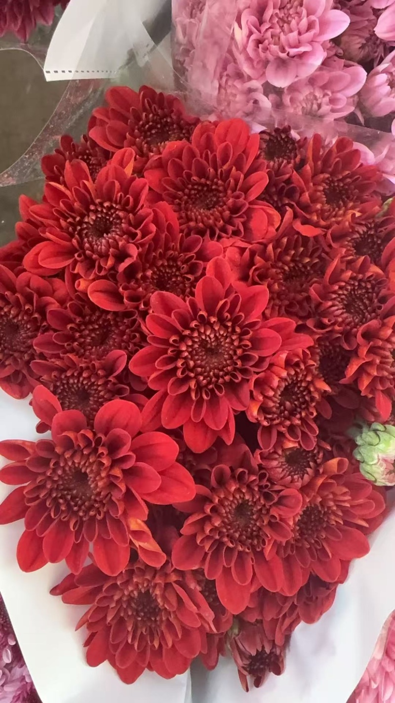 鲜花批发菊花新鲜小菊一大把价格15时间久产地直销需要的来