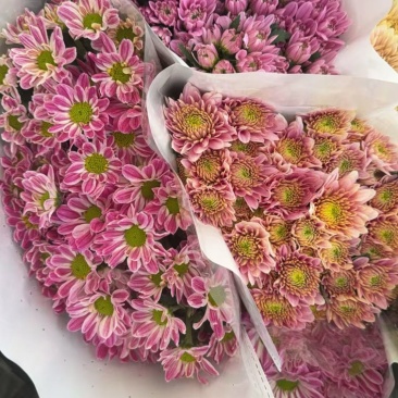 鲜花批发菊花新鲜小菊一大把价格15时间久产地直销需要的来