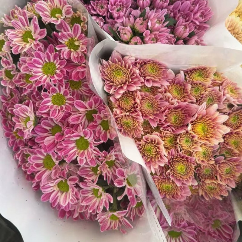 鲜花批发菊花新鲜小菊一大把价格15时间久产地直销需要的来