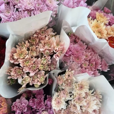 新鲜菊花批发小菊品种多样品质保证价格可谈鲜花都有需要的来