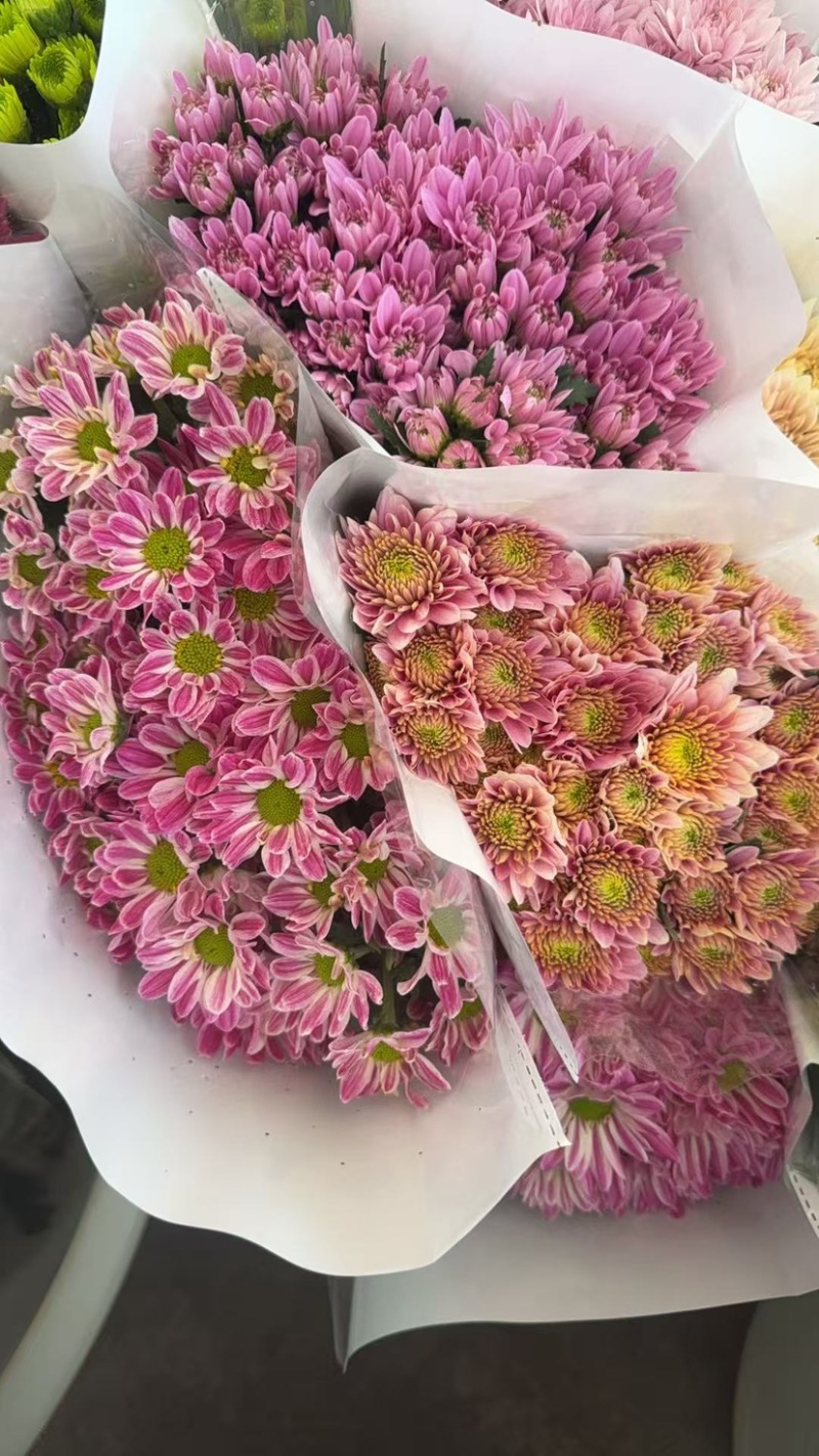 新鲜菊花批发小菊品种多样品质保证价格可谈鲜花都有需要的来