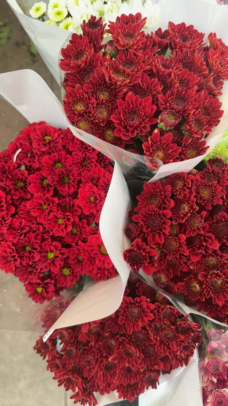 新鲜菊花批发小菊品种多样品质保证价格可谈鲜花都有需要的来