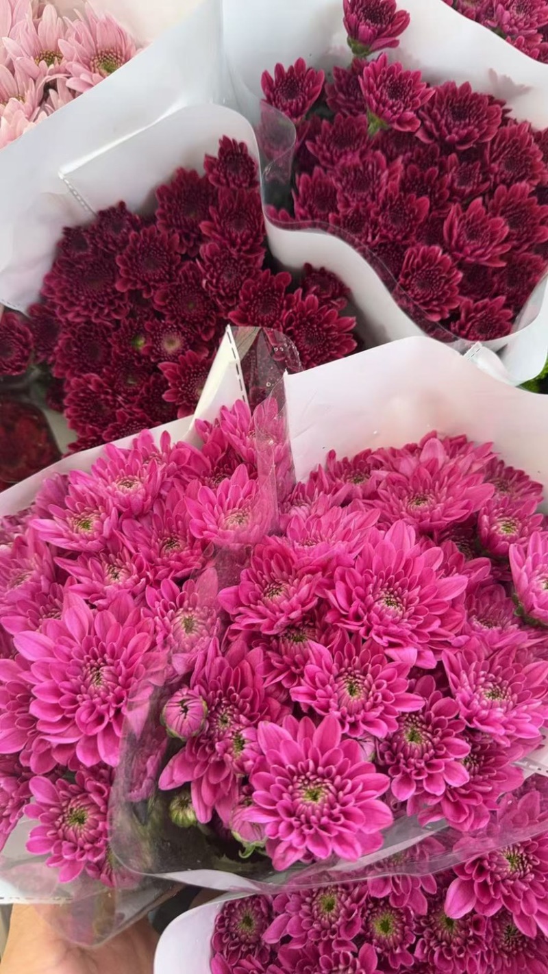 新鲜菊花批发小菊品种多样品质保证价格可谈鲜花都有需要的来