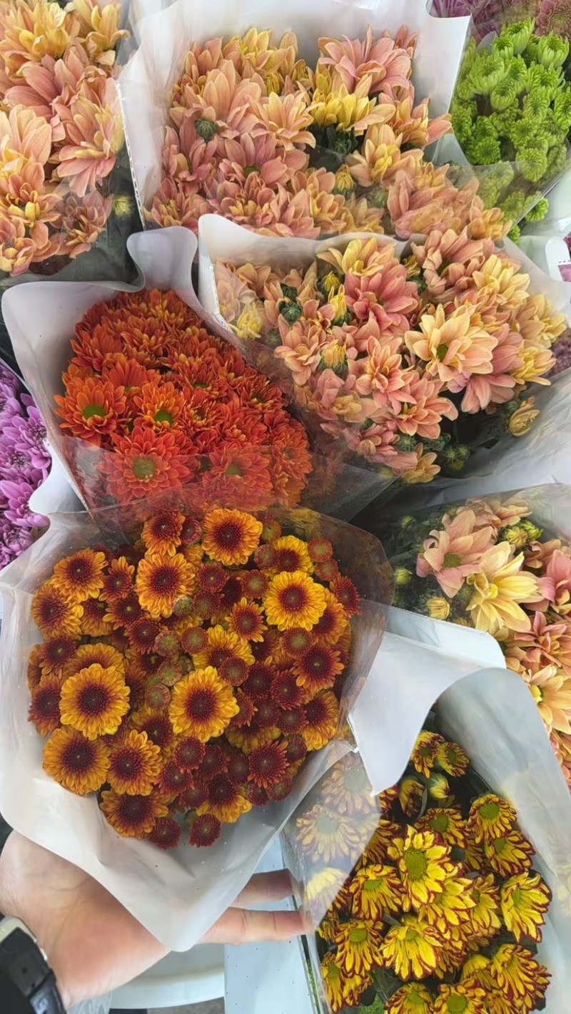 新鲜菊花批发小菊品种多样品质保证价格可谈鲜花都有需要的来
