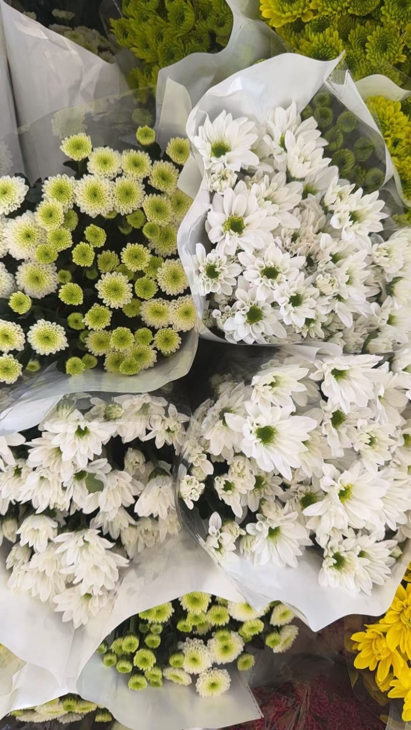 新鲜菊花批发小菊品种多样品质保证价格可谈鲜花都有需要的来