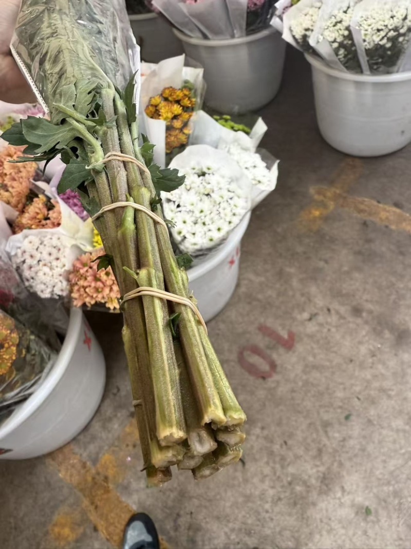 新鲜菊花批发小菊品种多样品质保证价格可谈鲜花都有需要的来