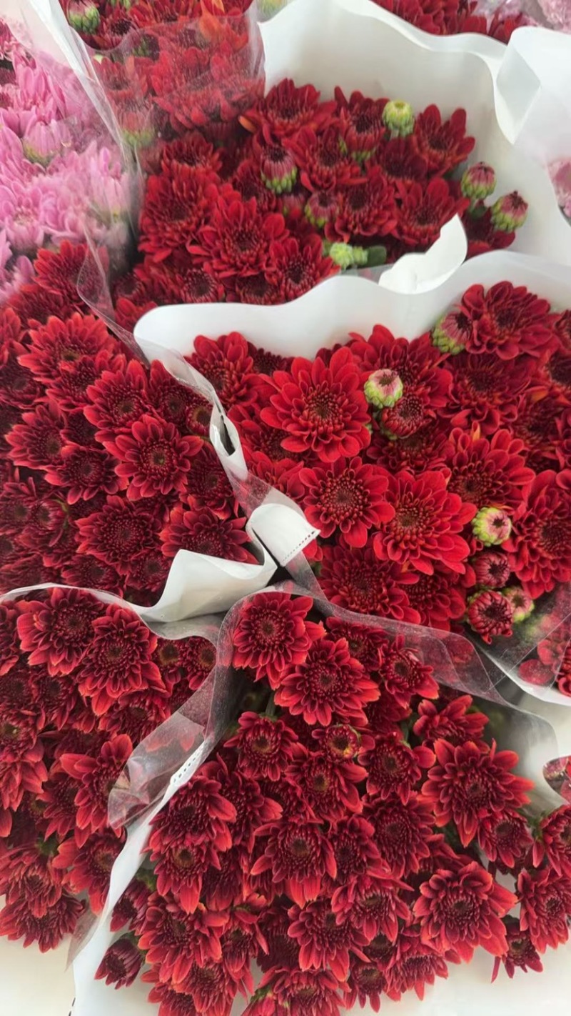 新鲜菊花批发小菊品种多样品质保证价格可谈鲜花都有需要的来
