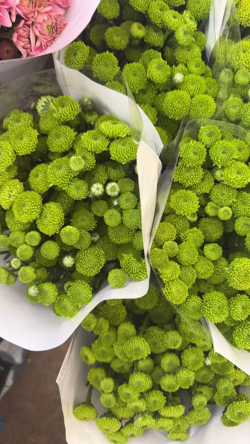 新鲜菊花批发小菊品种多样品质保证价格可谈鲜花都有需要的来