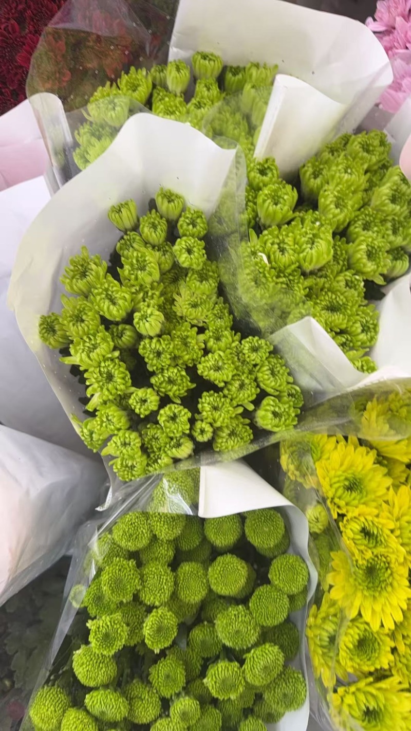 新鲜菊花批发小菊品种多样品质保证价格可谈鲜花都有需要的来