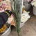 新鲜菊花批发小菊品种多样品质保证价格可谈鲜花都有需要的来