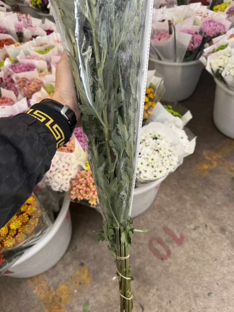 新鲜菊花批发小菊品种多样品质保证价格可谈鲜花都有需要的来