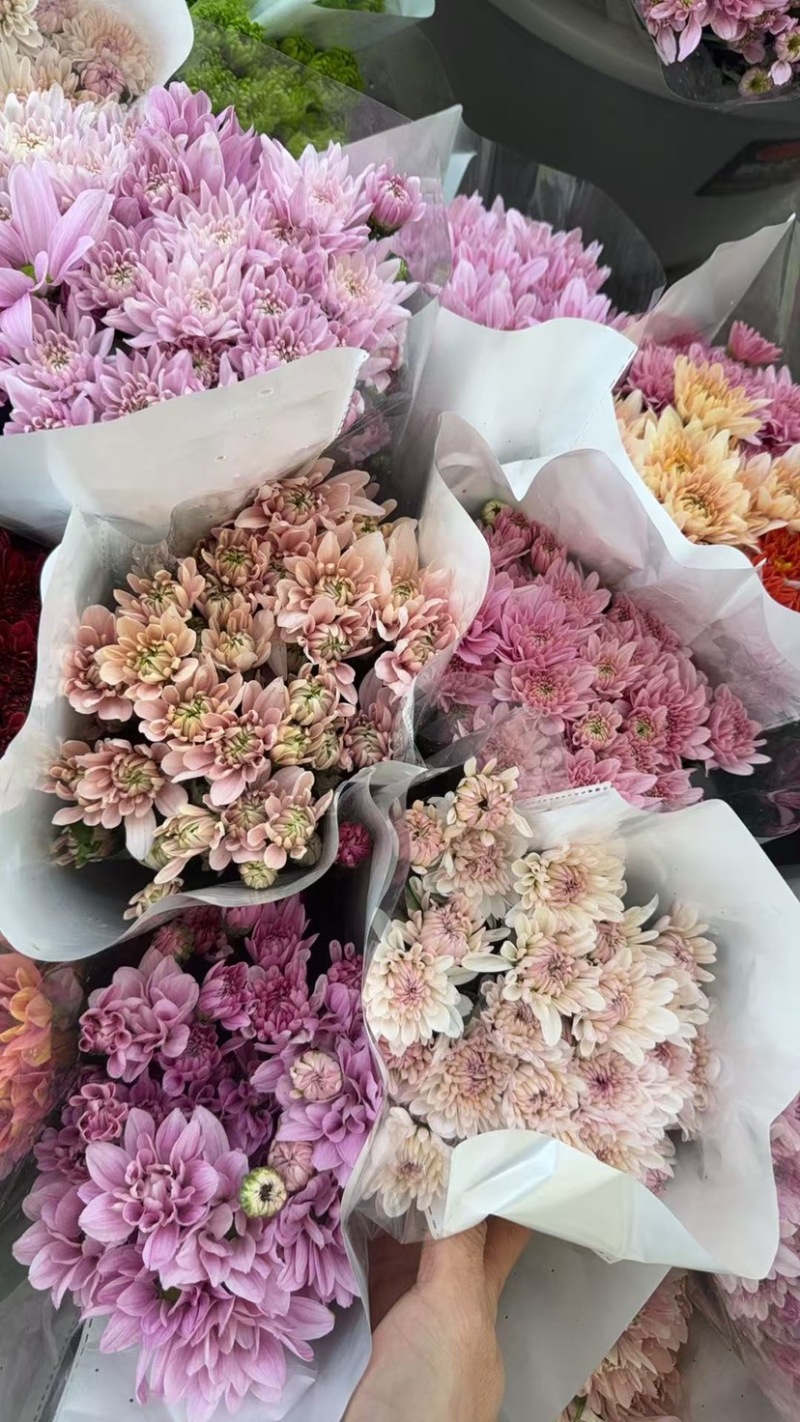 新鲜菊花批发小菊品种多样品质保证价格可谈鲜花都有需要的来