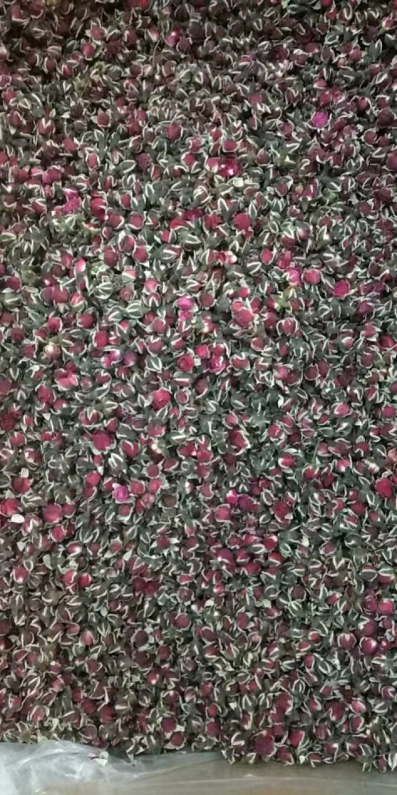 金边玫瑰批发各种无硫玫瑰花茶oem金边玫瑰