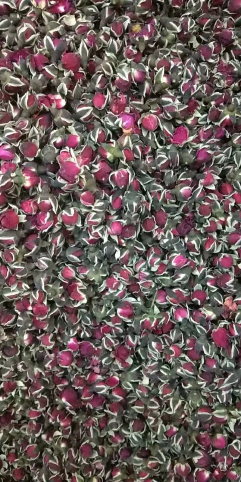 金边玫瑰批发各种无硫玫瑰花茶oem金边玫瑰