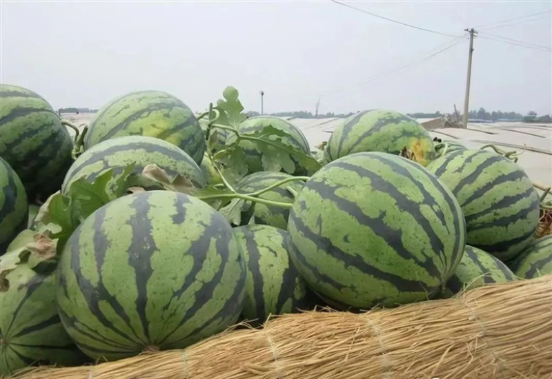 8424西瓜大量上市，质量保证，可视频看货，