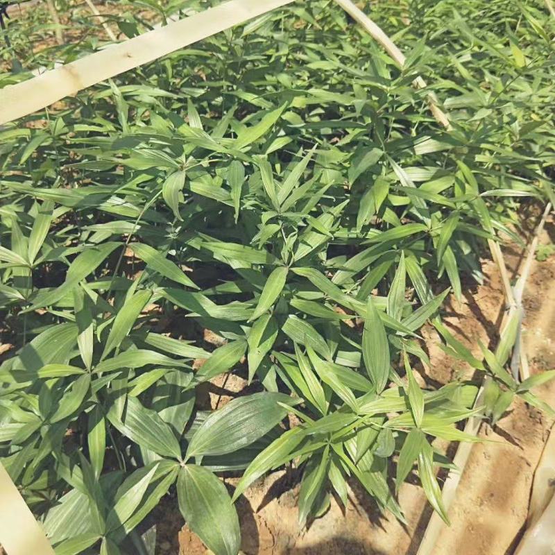 滇黄精中红花苗/规格齐全/量大价优/欢迎老板联系