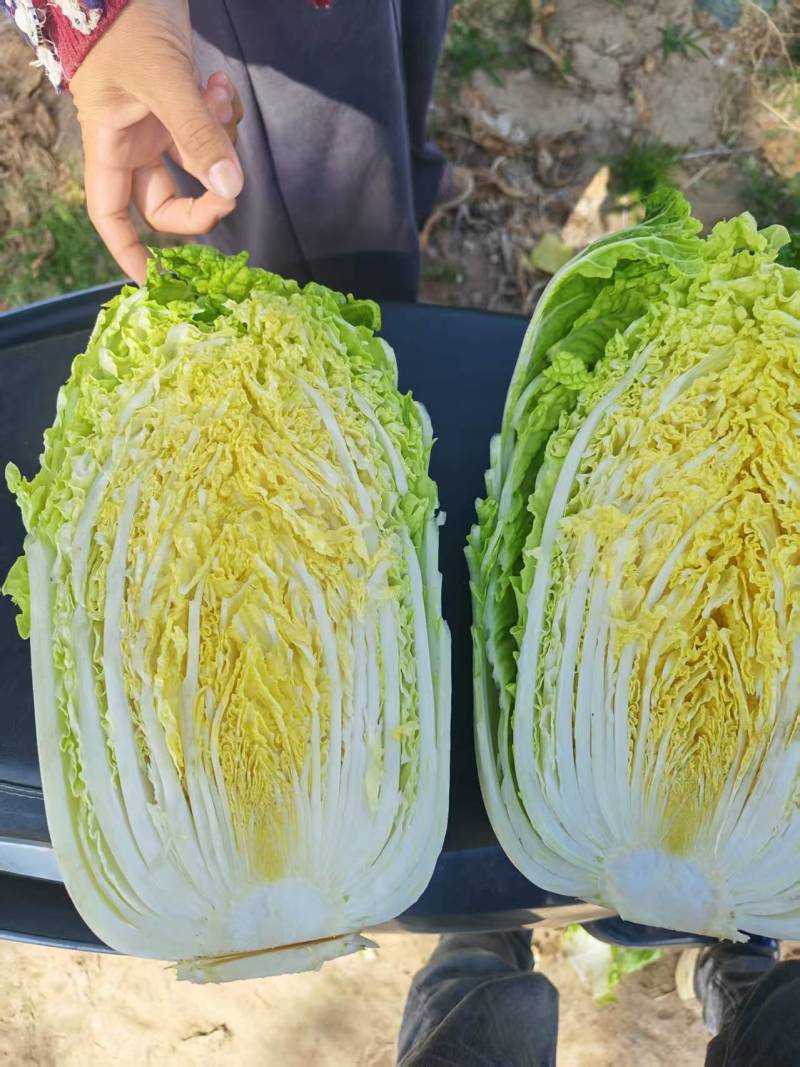 河南黄心大白菜大量上市，产地直发，支持视频看货，货发全国