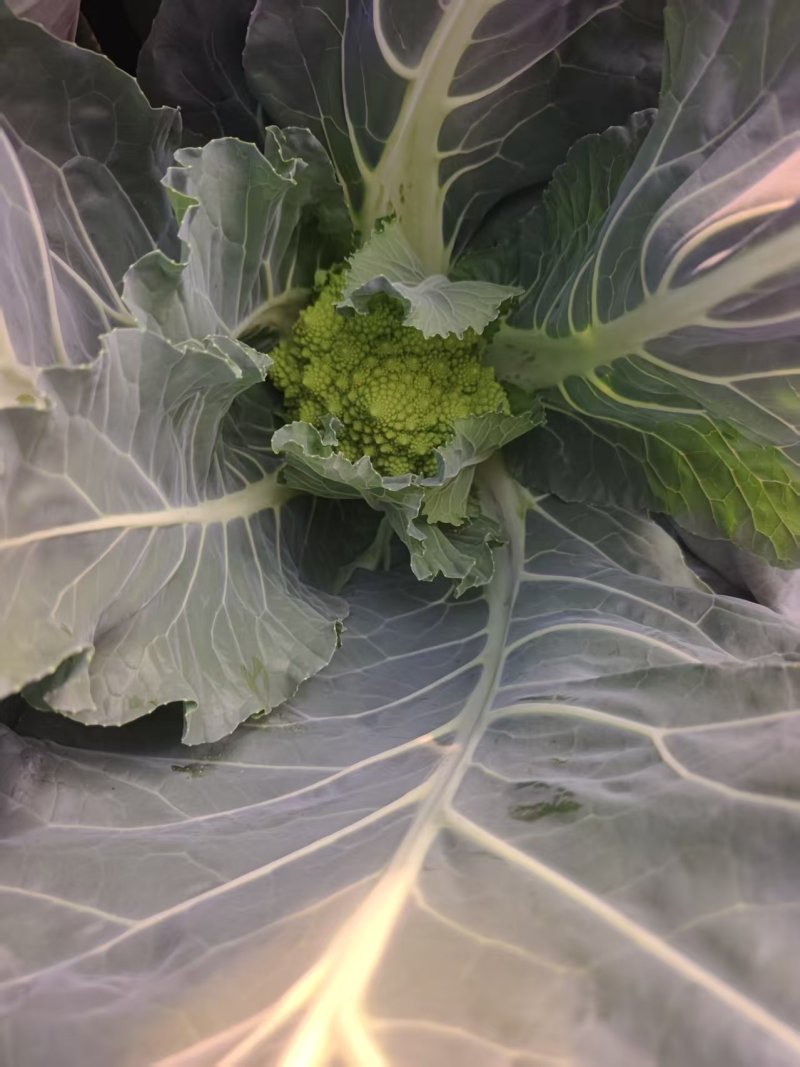 宝塔花菜