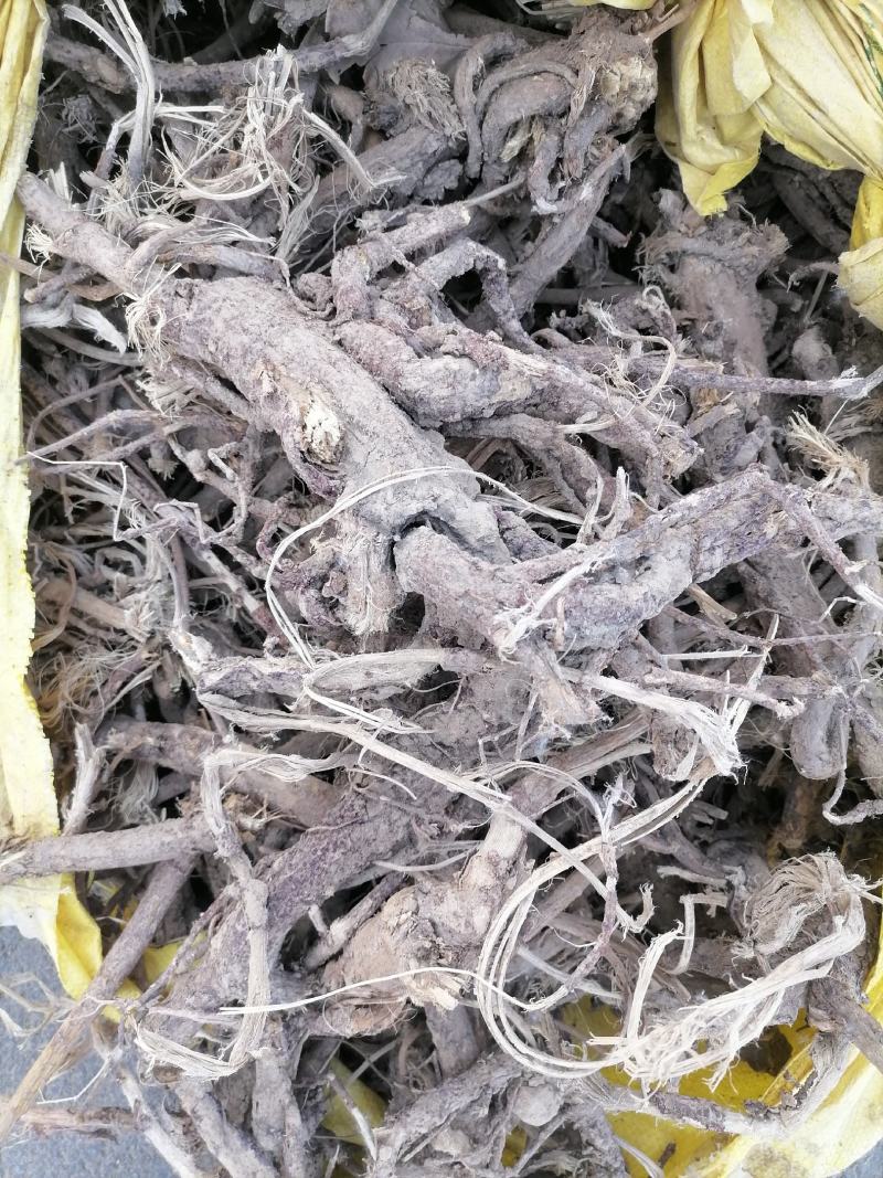 苦参干个子片