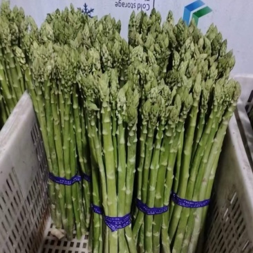 芦笋云霄新鲜绿芦笋现摘现卖一手货源欢迎广大电商咨询