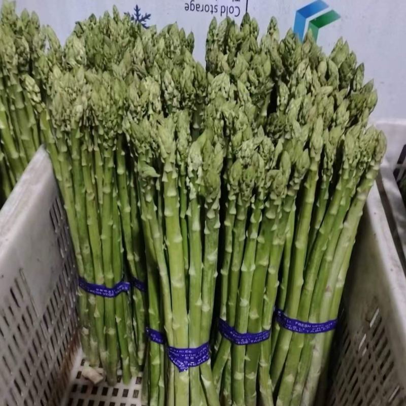 芦笋云霄新鲜绿芦笋现摘现卖一手货源欢迎广大电商咨询